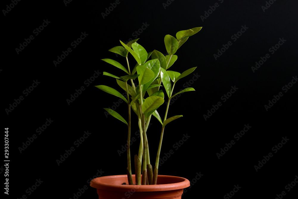 Houseplant Zamioculcas in a pot isolated on black background	