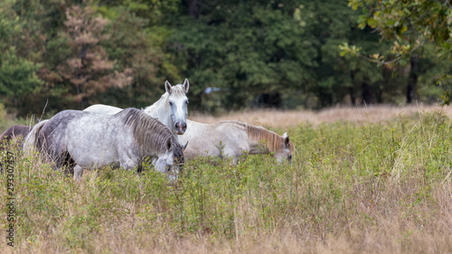 Horses grazing in the centre of France.