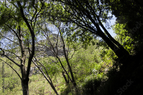 View between trees and treetops on Tablemountain National Park in Cape Town, South Africa.