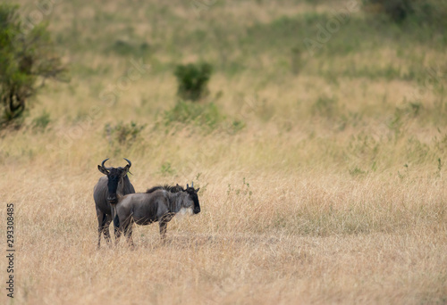 Wildebeest sen during the great migration   at Masai Mara Game Reserve Africa