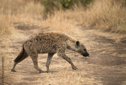 Spotted Hyena seen at Masai Mara Game Reserve,Kenya,Africa