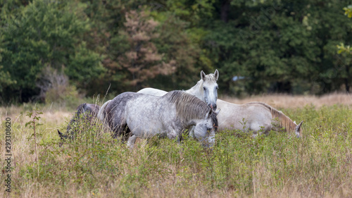 Horses grazing in the centre of France.