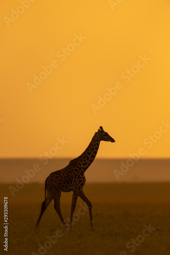 Canvas Print Giraffe silhoutte during Sunset at Masai Mara GAme Reserve,Africa
