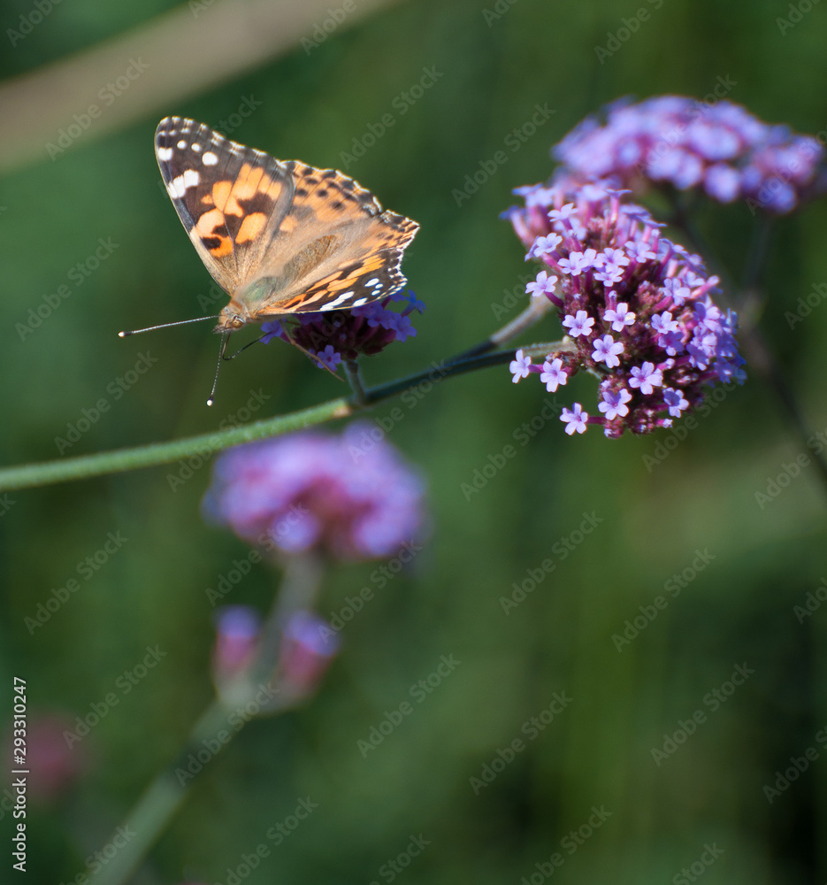 painted lady butterfly on verbena bonariensis painted lady butterfly on verbena bonariensis