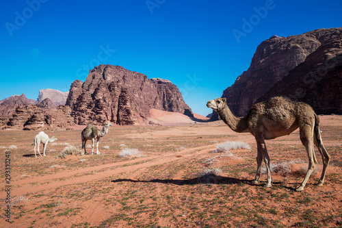Camels grazing at the Wadi Rum desert, southern Jordan