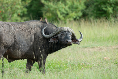 Male Cape Buffalo seen at  Masai Mara Game Reserve Kenya Africa