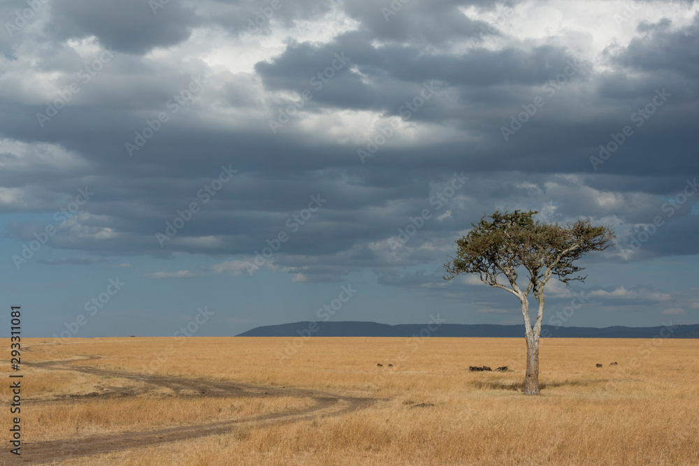 Landscape of Masai Mara Game Reserve,Kenya,Africa