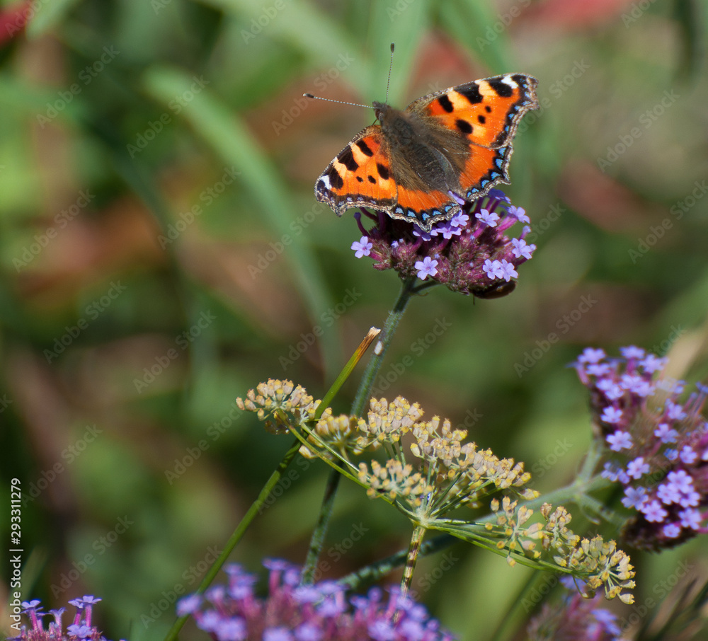 Obraz premium butterfly on verbena bonariensis