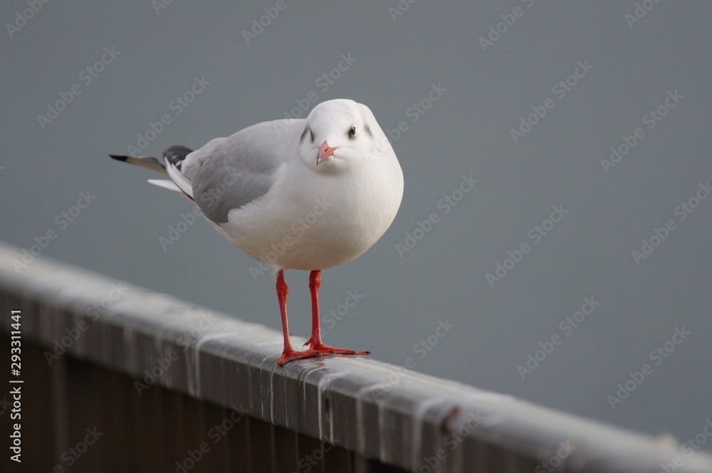 Obraz premium ユリカモメ