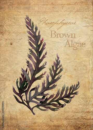 Brown Algae vintage botanical illustration