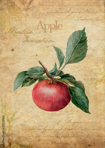 Apple vintage botanical illustration