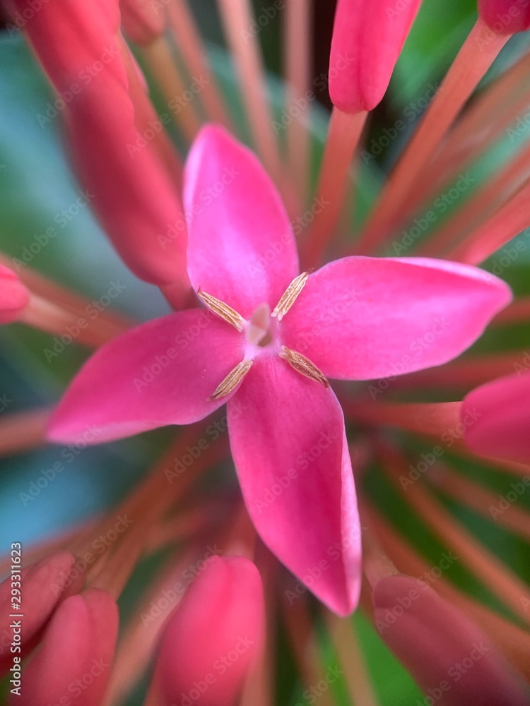 Macro view of special cMacro view of special cute red color flower in full blossomute red color flower in full blossom Macro view of special cMacro view of special cute red color flower in full blossomute red color flower in full blossom