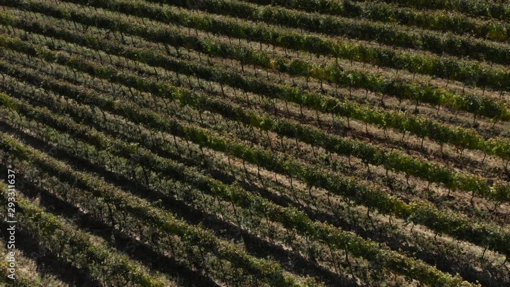 Ascending aerial drone shot over a vineyard, grape plants on a sunny day Ascending aerial drone shot over a vineyard, grape plants on a sunny day