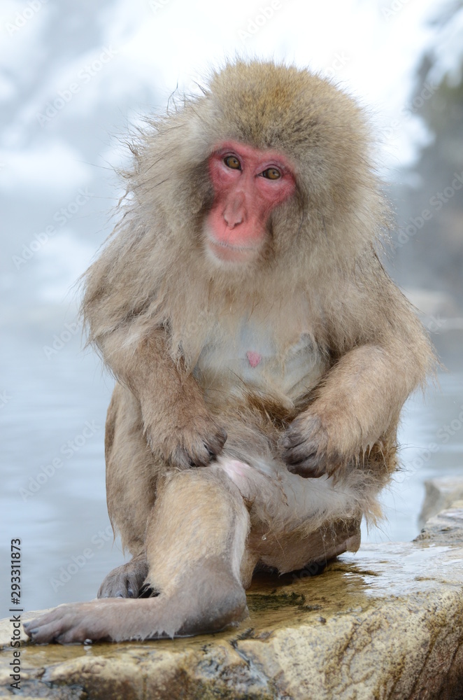 Naklejka premium セクシーなサル