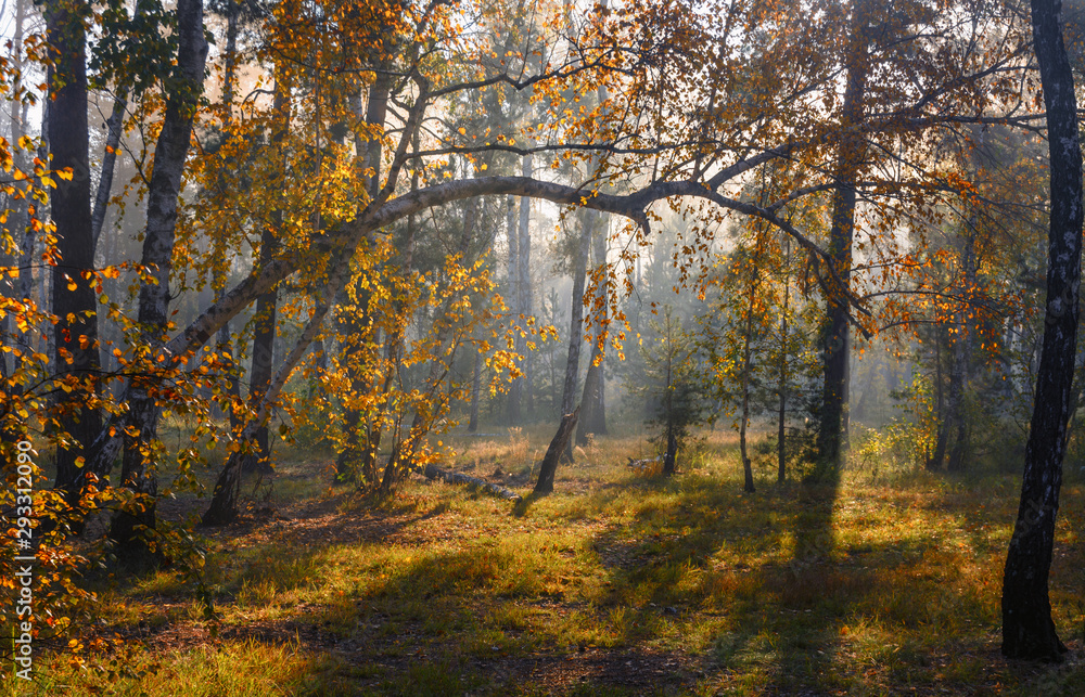 Autumn forest bathed in sunlight. Sun rays. Autumn colors. Autumn forest bathed in sunlight. Sun rays. Autumn colors.