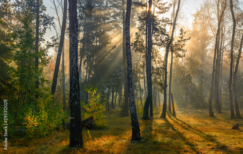 Autumn forest bathed in sunlight. Sun rays. Autumn colors. © Mykhailo