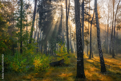 Fototapeta Naklejka Na Ścianę i Meble -  Autumn forest bathed in sunlight. Sun rays. Autumn colors.