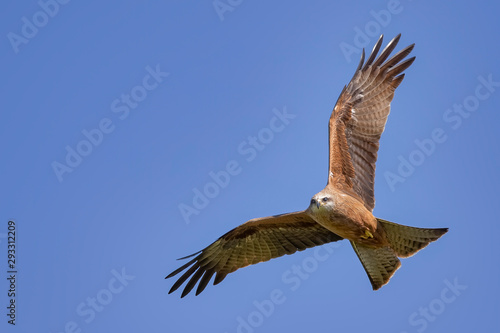 Whistling Kite  Haliastur sphenurus  in flight