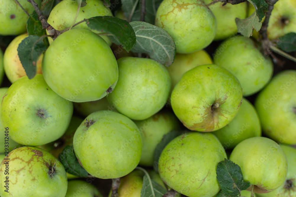 Autumn ripe organic green apples close-up, fruit background Autumn ripe organic green apples close-up, fruit background
