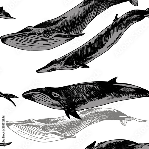 Seamless pattern with whales and dolphins. Drawing by hand in vintage style.