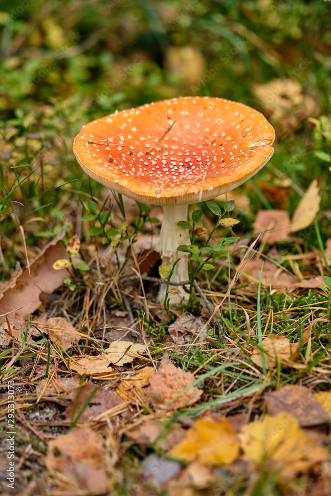 A fly agaric standing in a mixed forest on the forest floor in September in autumn in Bavaria, Germany A fly agaric standing in a mixed forest on the forest floor in September in autumn in Bavaria, Germany
