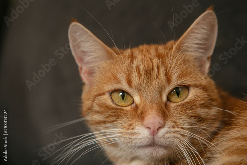 beautiful young red-haired cat poses for a photo © marcinmaslowski