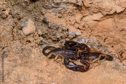 Euscorpius flavicaudis, or the European yellow-tailed scorpion mating reproduction.