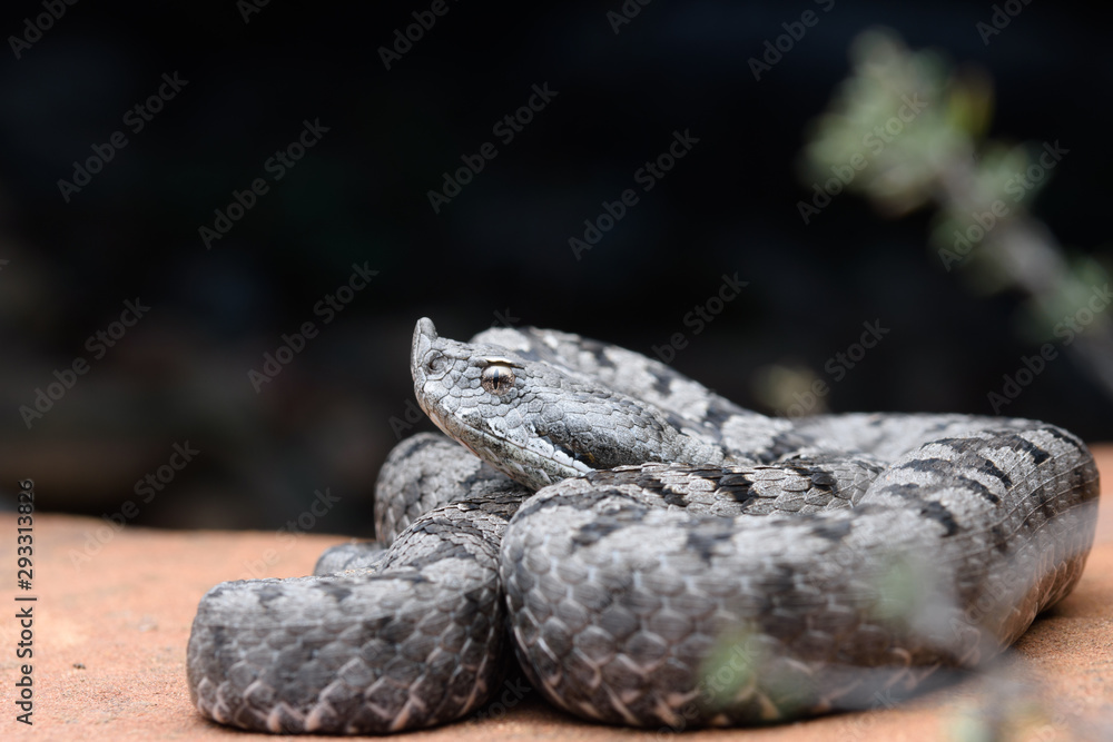 Adult horned viper (Vipera latastei) macro in nature Adult horned viper (Vipera latastei) macro in nature