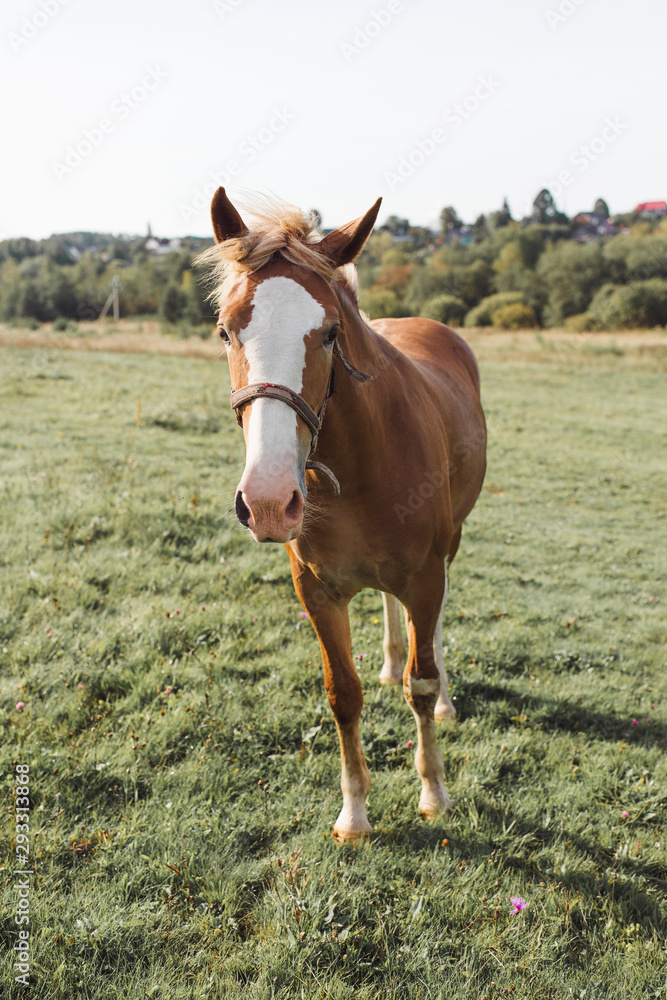 Summer portrait of a thoroughbred horse outdoor on field background. Summer portrait of a thoroughbred horse outdoor on field background.