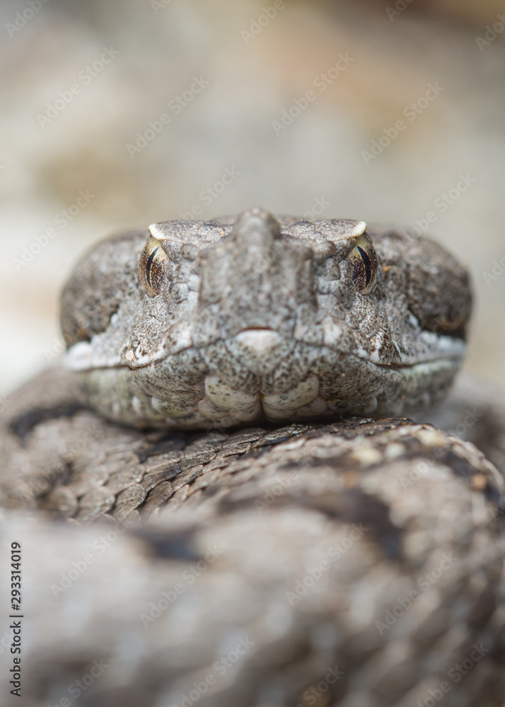 Adult horned viper (Vipera latastei) macro in nature Adult horned viper (Vipera latastei) macro in nature