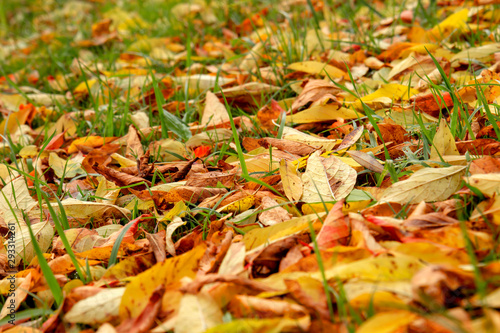 Golden autumn leaf in the park.