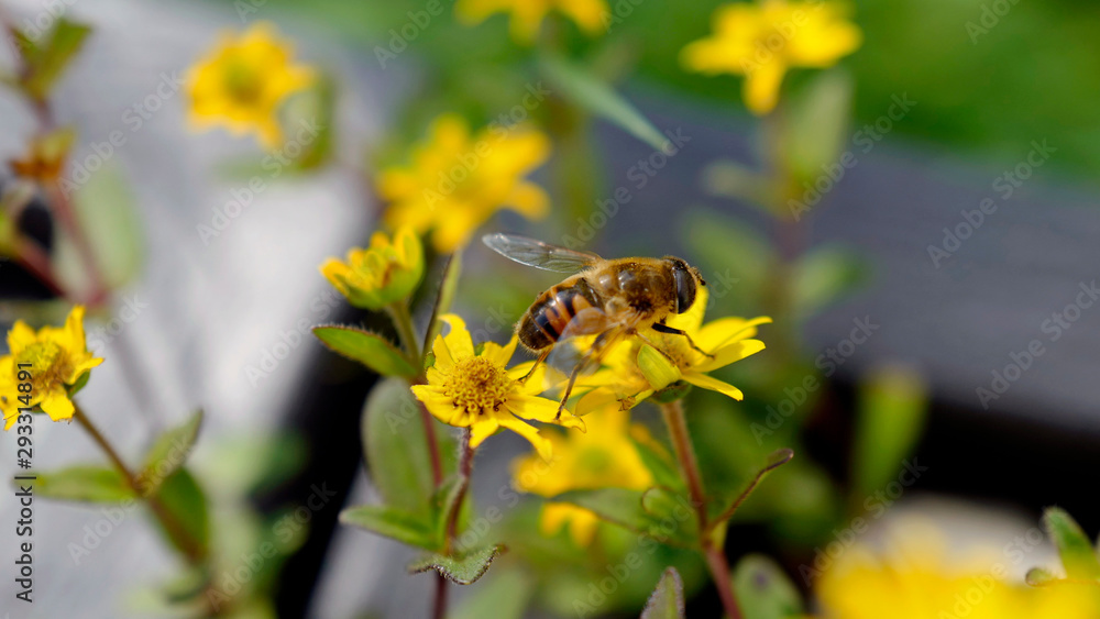 a bee on yellow flower