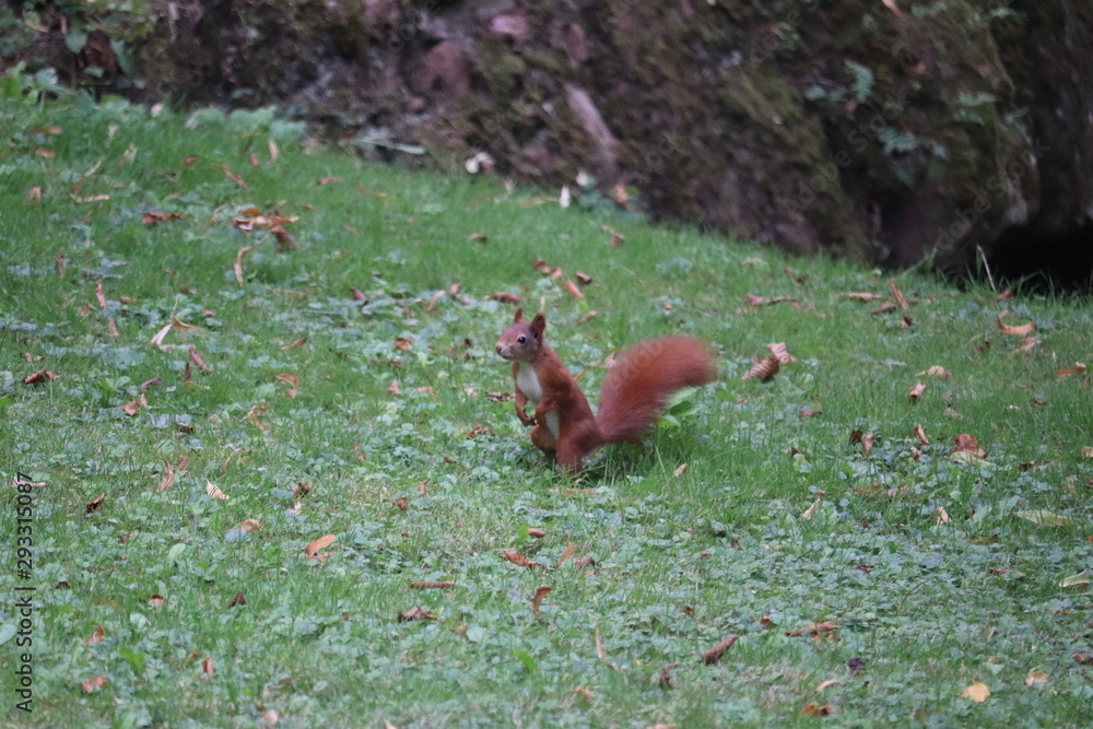 Fototapeta premium リス 野生