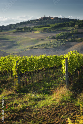 Vineyard in the sun of Tuscany.