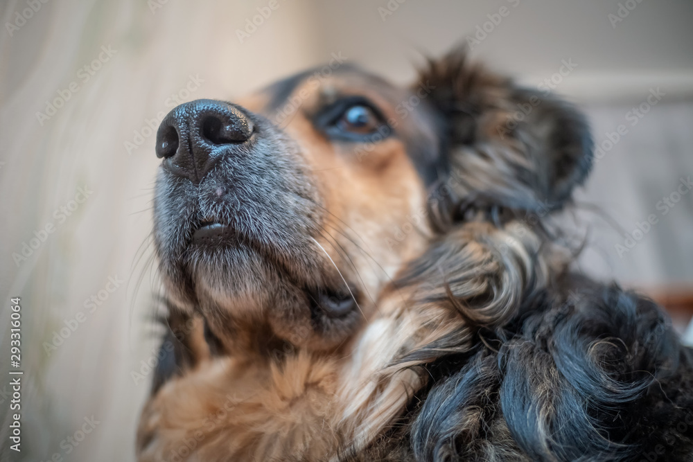 Obraz premium Portrait of a German shepherd. In focus closeup of his nose