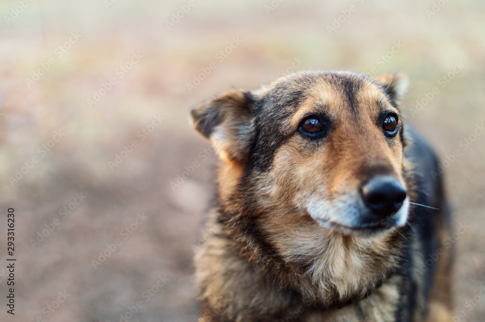 Fototapeta premium Lonely abandoned stray dog ​​with very sad smart eyes
