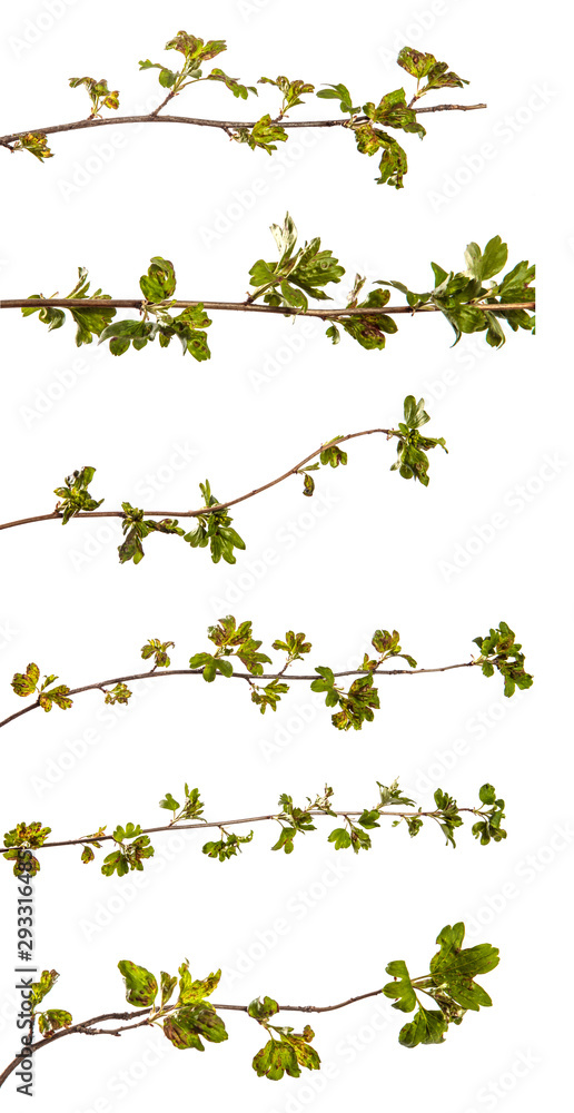 branch currant bush with leaves affected by the disease. isolated on white branch currant bush with leaves affected by the disease. isolated on white