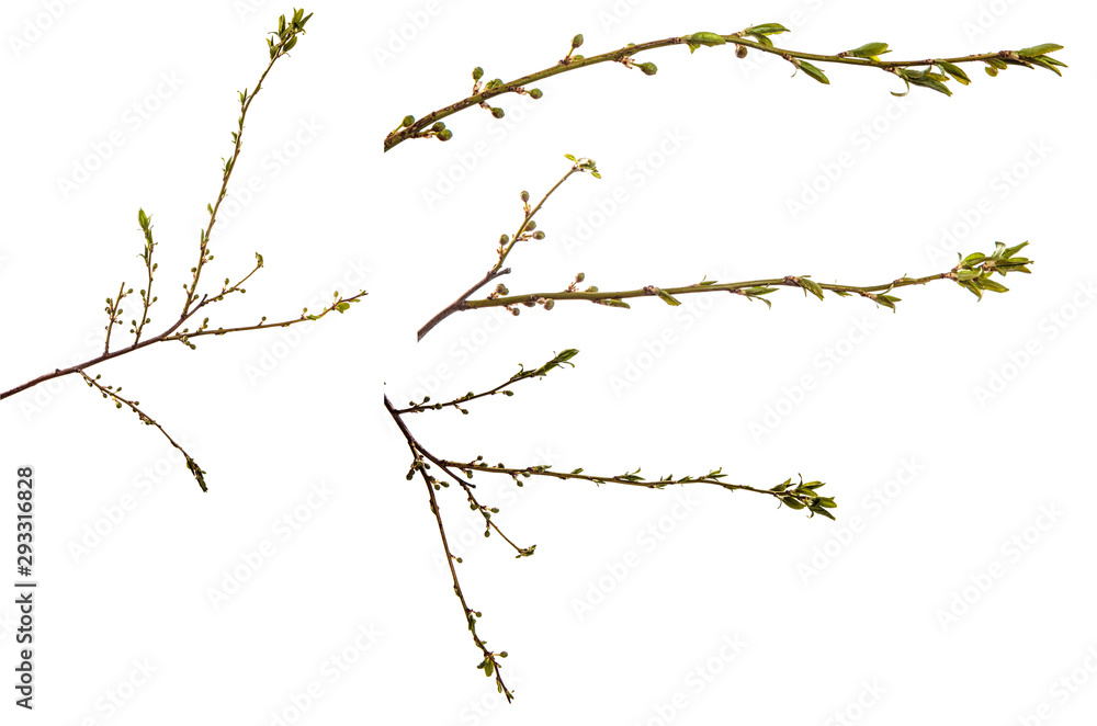 branch of the plum tree. green young leaves. isolated on white branch of the plum tree. green young leaves. isolated on white