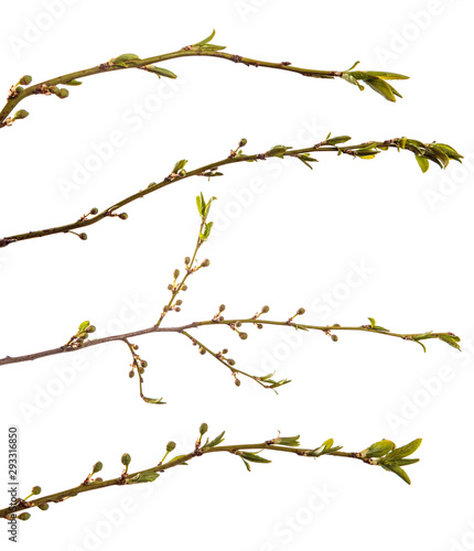 branch of the plum tree. green young leaves. isolated on white