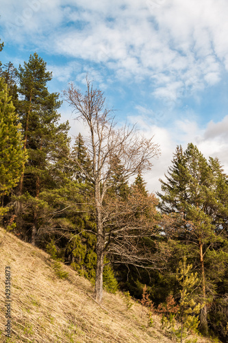Lonely bare tree on a hillside covered with coniferous forest