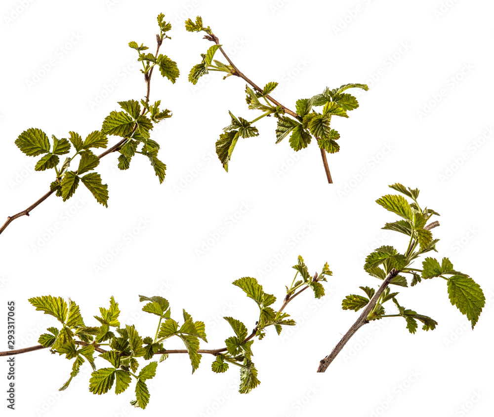 raspberry bush with young green leaves. isolated on white raspberry bush with young green leaves. isolated on white