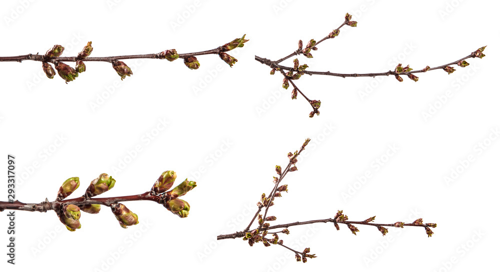 branch of cherry tree with swollen buds blooming. isolated on white branch of cherry tree with swollen buds blooming. isolated on white