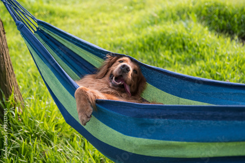 Obraz na plátně Golden Retriever resting in a hammock