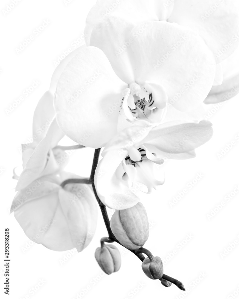 Close-up of a white phalaenopsis orchid in black and white - obrazy, fototapety, plakaty 