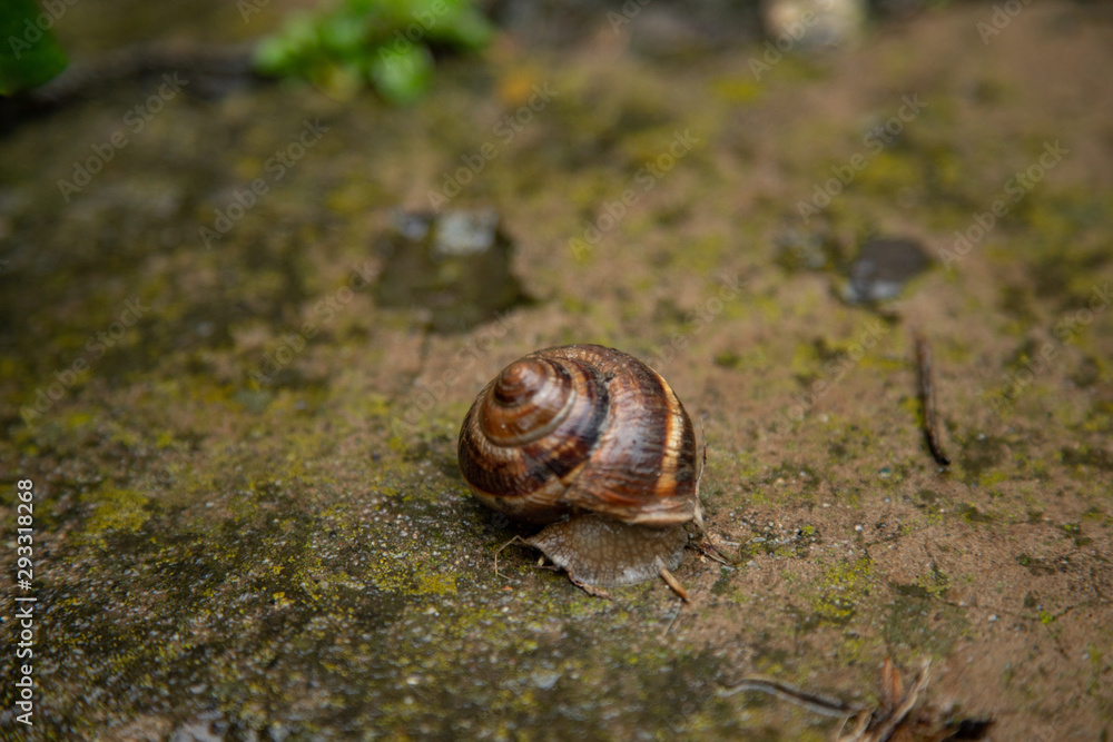 A small snail in the garden after the rain A small snail in the garden after the rain