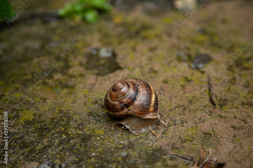 A small snail in the garden after the rain