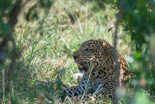 Leopard taking shelter from the afternoon heat  inside a tthick bush seen at Masai Mara Game Reserve,Kenya,Africa