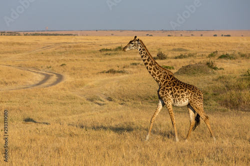 Giraffe walking in a morning light at Masai Mara Game Reserve,Kenya,Africa © amit