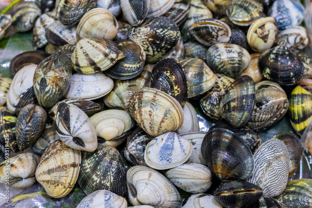 Clam Fish sold at the market Clam Fish sold at the market