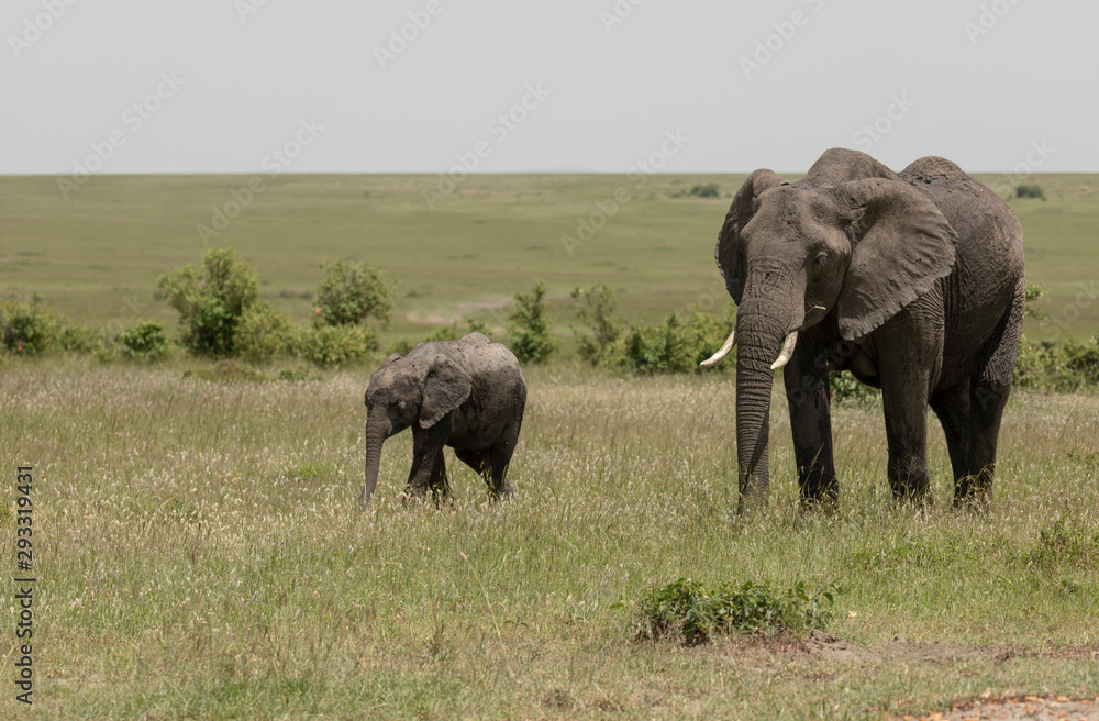 Elephant Mother and baby  at Masai Mara Game Reserve,Kenya,Africa